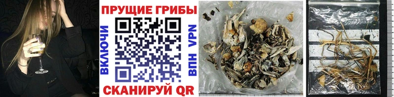 Псилоцибиновые грибы Psilocybine cubensis  hydra ссылка  Арамиль 